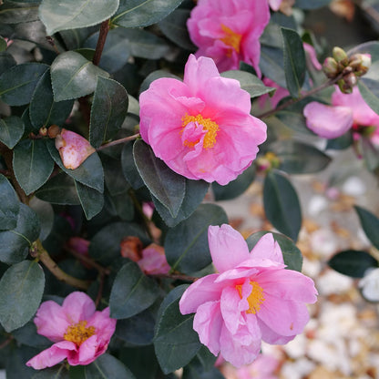 Just Chill® Double Mauve Camellia - Photo Courtesy of Proven Winners, Inc.