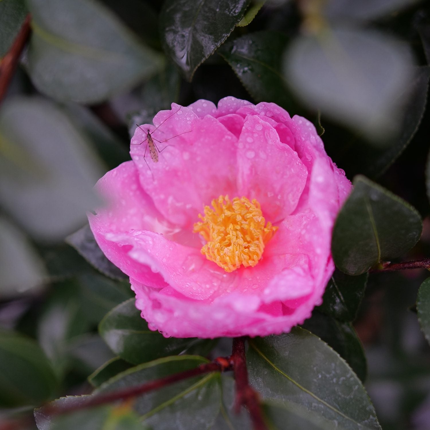 Just Chill® Double Mauve Camellia - Photo Courtesy of Proven Winners, Inc.