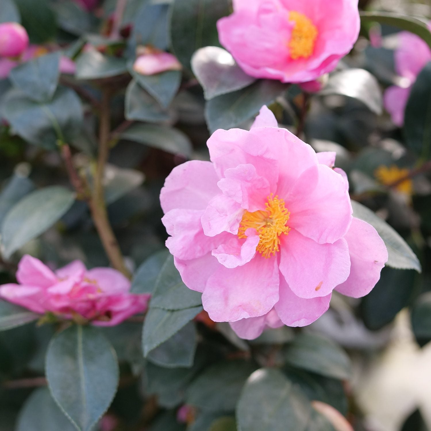 Just Chill® Double Mauve Camellia - Photo Courtesy of Proven Winners, Inc.