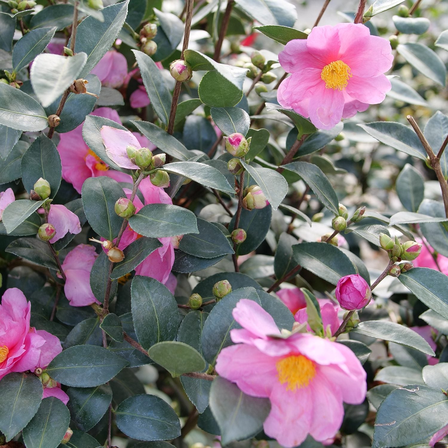 Just Chill® Double Mauve Camellia - Photo Courtesy of Proven Winners, Inc.
