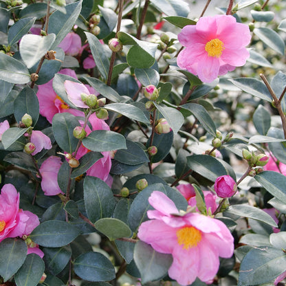 Just Chill® Double Mauve Camellia - Photo Courtesy of Proven Winners, Inc.