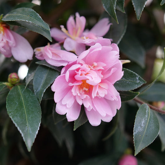 Just Chill® Double Pink Camellia - Photo Courtesy of Proven Winners, Inc.
