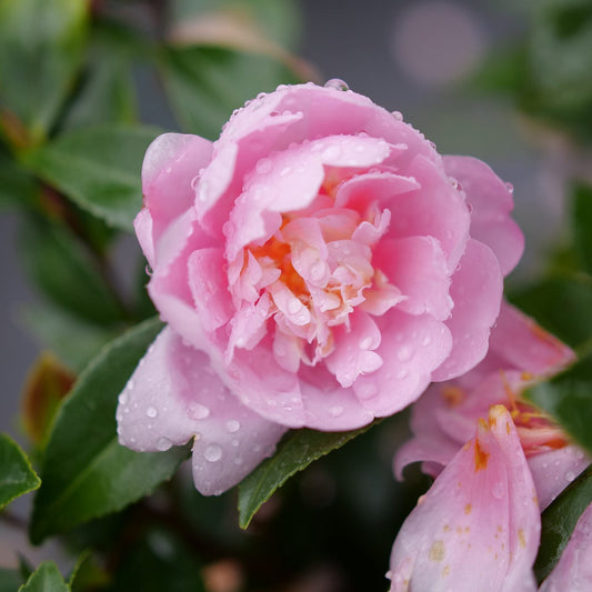 Just Chill® Double Pink Camellia - Photo Courtesy of Proven Winners, Inc.
