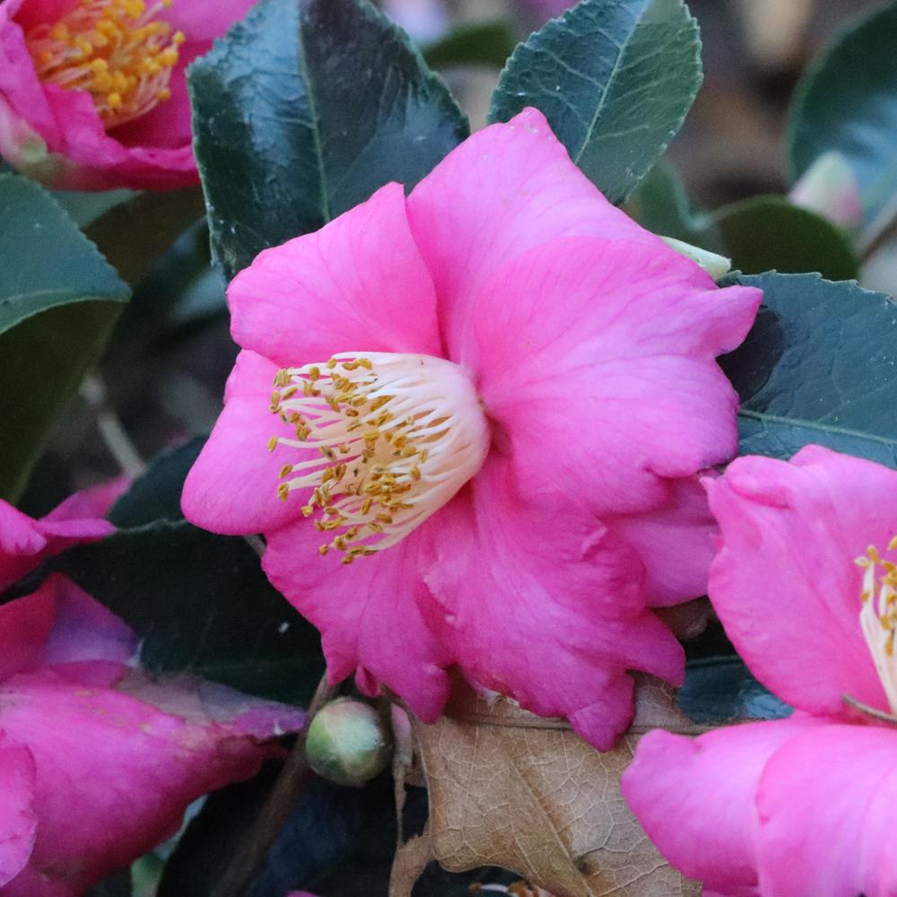 Warm Hearted™ Pink Camellia - Photo Courtesy of Proven Winners, Inc.