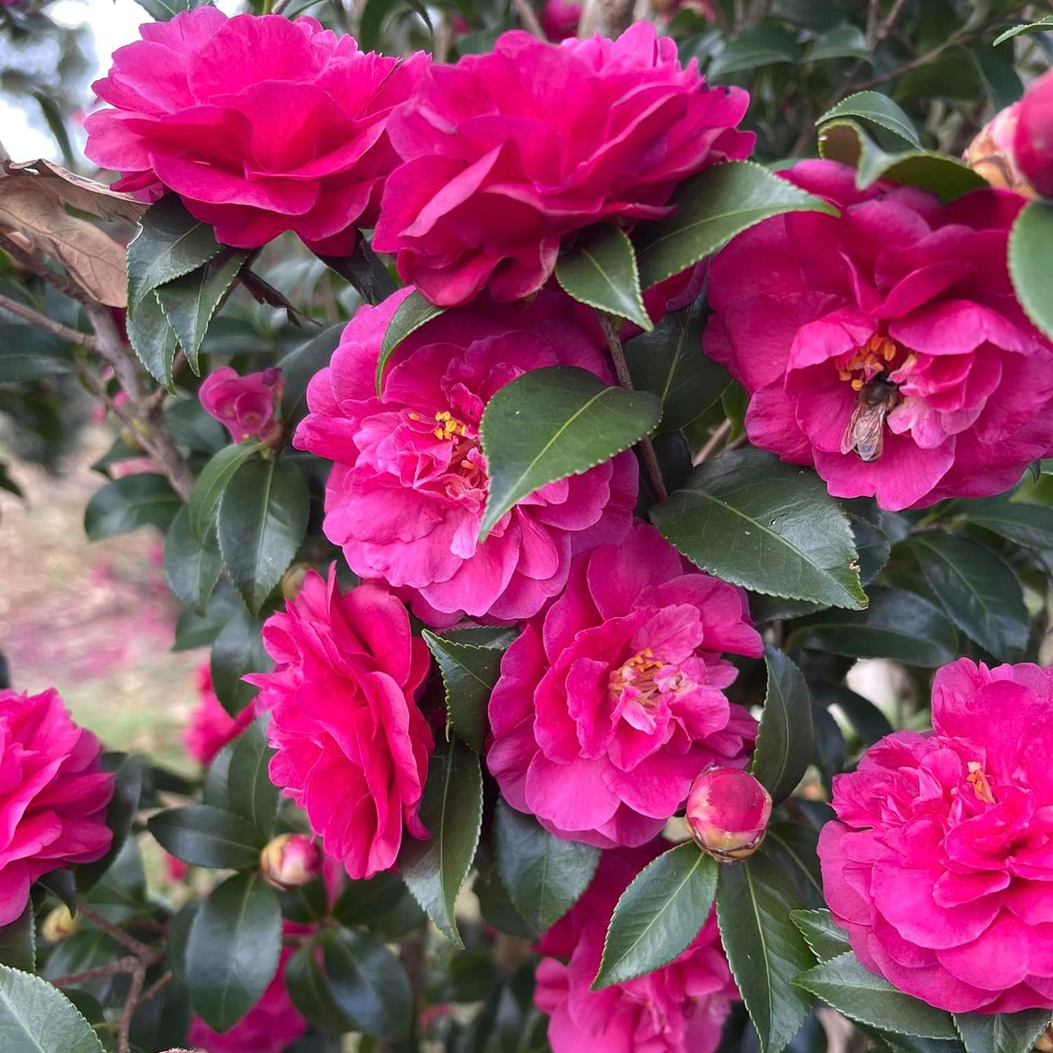 Close-up of clusters of vibrant, bright pink Warm Hearted™ Ruby Camellia flowers bloom on an evergreen shrub, with some buds and partially opened ruby-pink blooms enhancing the display - Photo Courtesy of Proven Winners, Inc.