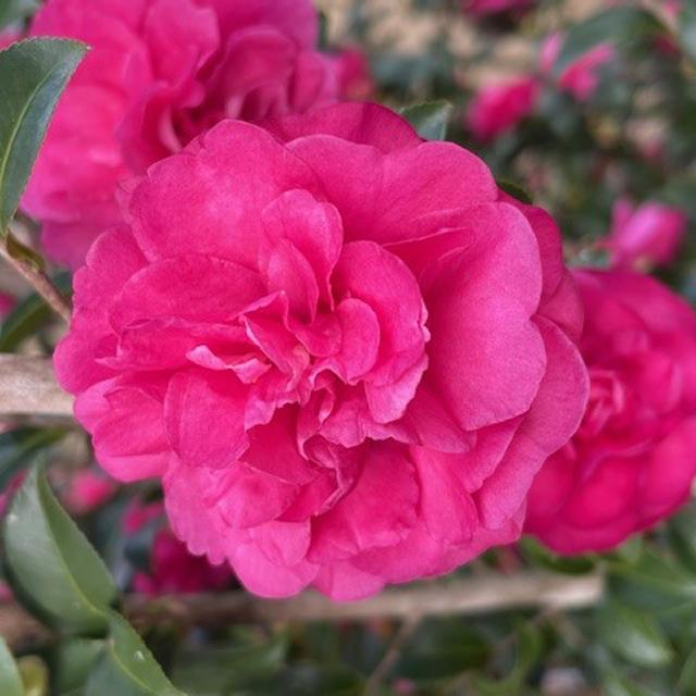 Close-up of a vibrant ruby-pink bloom from the Warm Hearted™ Ruby Camellia, an evergreen shrub, with lush dark green leaves and additional soft pink flowers softly blurred in the background - Photo Courtesy of Proven Winners, Inc.