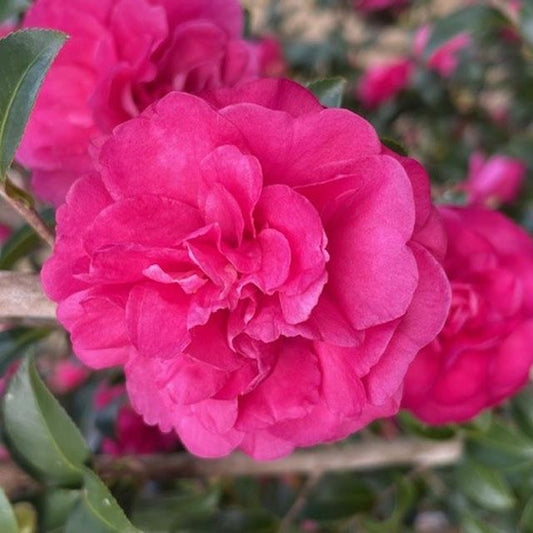 Close-up of a vibrant ruby-pink bloom from the Warm Hearted™ Ruby Camellia, an evergreen shrub, with lush dark green leaves and additional soft pink flowers softly blurred in the background - Photo Courtesy of Proven Winners, Inc.