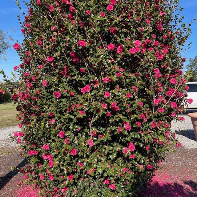 Warm Hearted™ Ruby Camellia, a large evergreen shrub, is outdoors with vivid ruby-pink blooms. Sunlight enhances its colors, petals lie below, and a white car appears partially visible in the background - Photo Courtesy of Proven Winners, Inc.