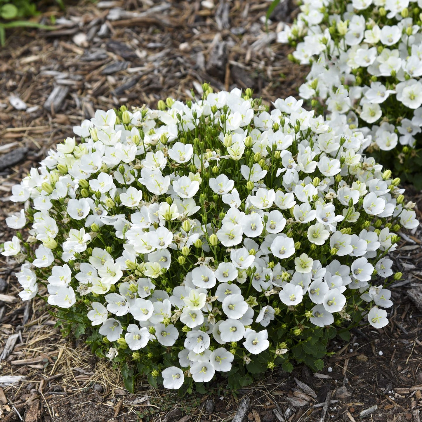 Mini Marvels™ 'Starbright' Bellflower (Campanula) - Photo Courtesy of Proven Winners, Inc.
