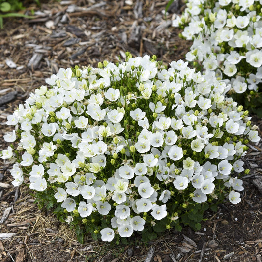 A compact Mini Marvels™ 'Starbright' Bellflower (Campanula) plant with dense clusters of small white flowers and green foliage in a mulched or wood chip-covered garden beds - Photo Courtesy of Proven Winners, Inc.