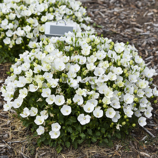 A dense bush of Mini Marvels™ 'Starbright' Bellflower (Campanula), covered in numerous white bell-shaped flowers, grows in a mulched garden bed. A small white plant label is visible behind - Photo Courtesy of Proven Winners, Inc.