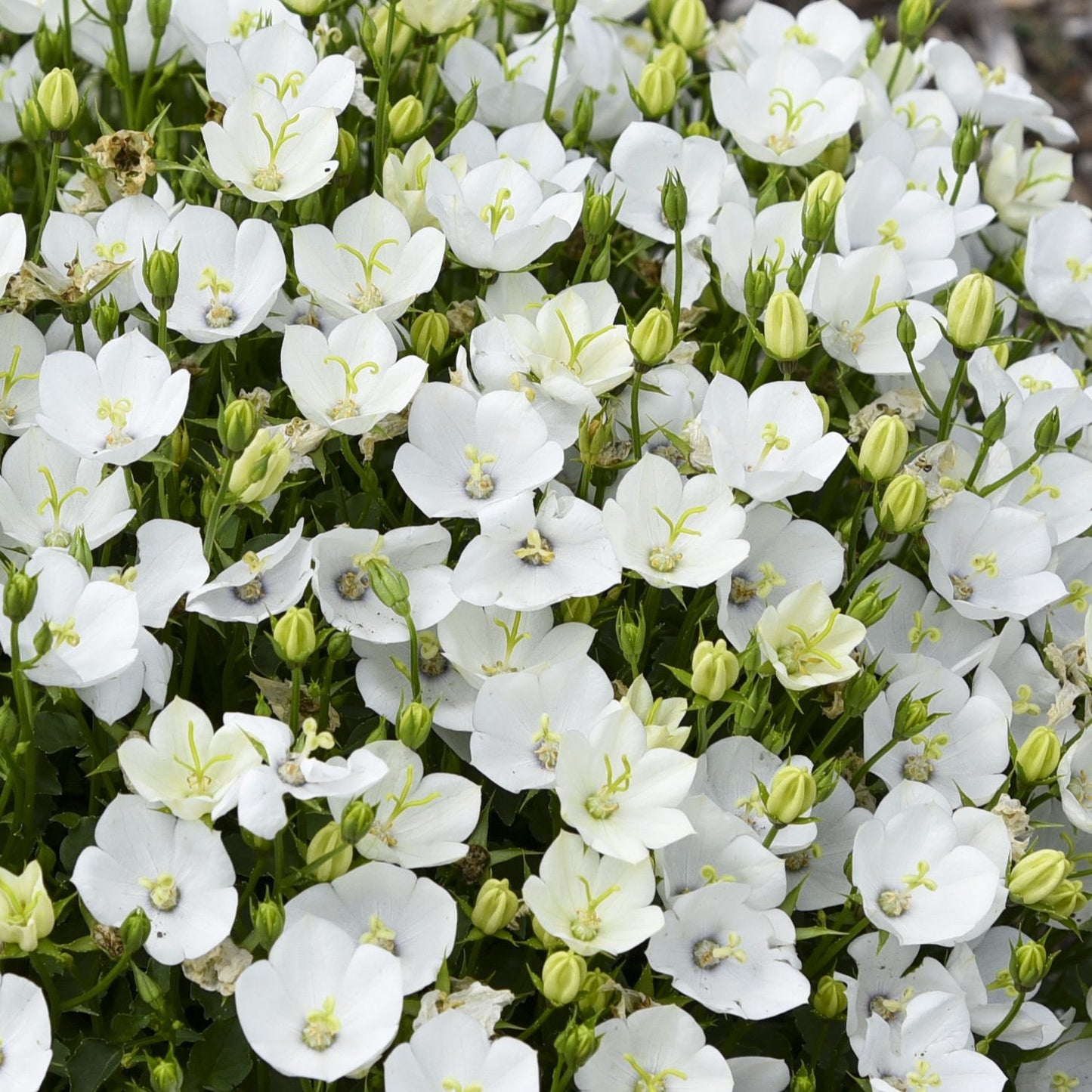 Mini Marvels™ 'Starbright' Bellflower (Campanula) - Photo Courtesy of Proven Winners, Inc.