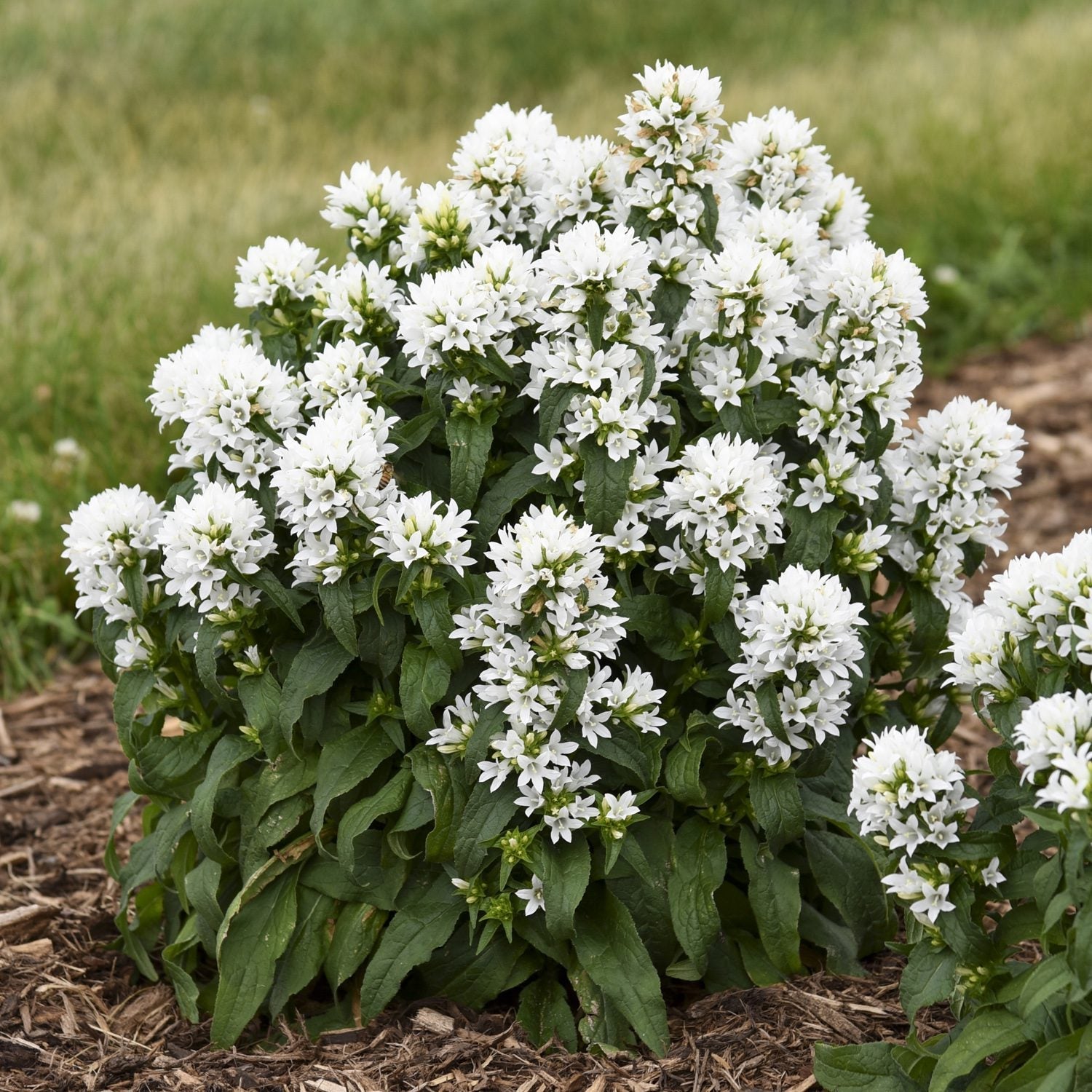 Growth Habit - Mounding