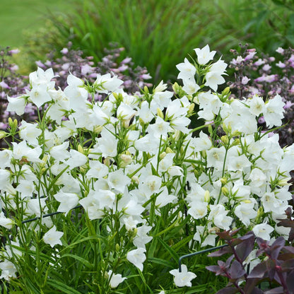 Takion White Bellflower (Campanula) blooms among green leaves and purple foliage, with blurred grass and flowers behind it - Photo Courtesy of Walters Gardens, Inc.