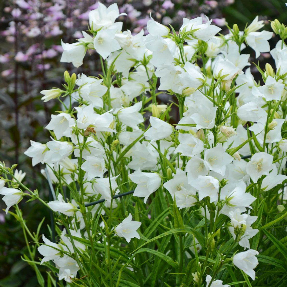 Takion White Bellflower (Campanula) features clusters of white bell-shaped flowers on slender green stems and leaves - Photo Courtesy of Walters Gardens, Inc.