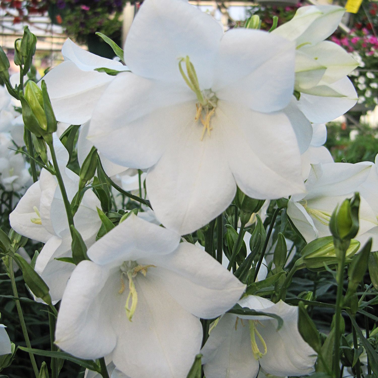 Close-up of several Takion White Bellflower (Campanula), a perennial with white bell-shaped flowers and light green stems, blooming among other buds and blurred foliage in a garden or greenhouse - Photo Courtesy of Walters Gardens, Inc.