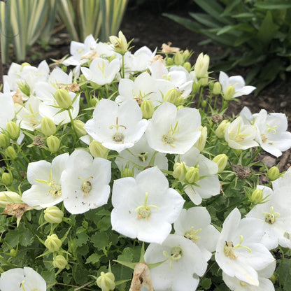Rapido White' Bellflower (Campanula) - Photo Property of Garden Crossings LLC