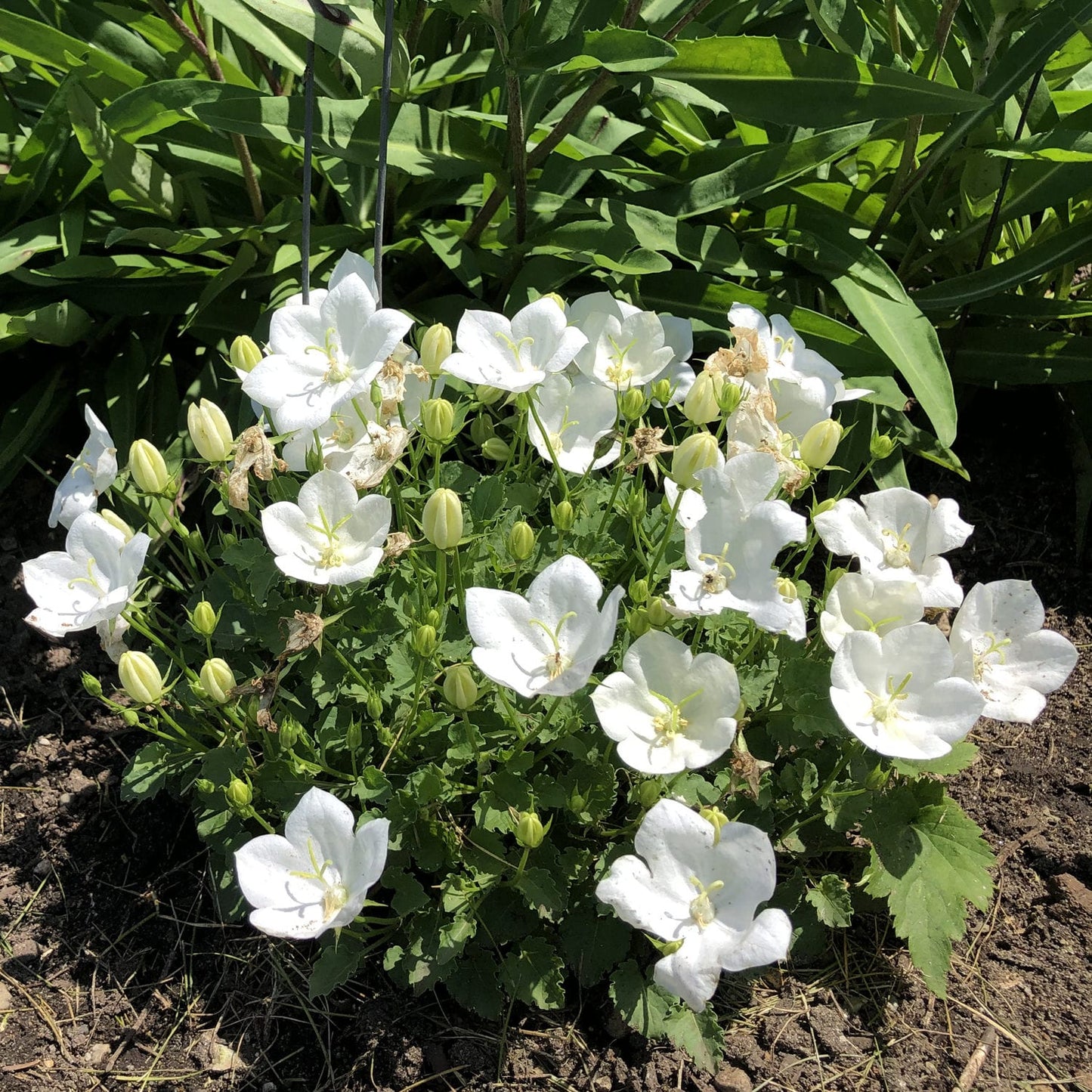 Rapido White' Bellflower (Campanula) - Photo Property of Garden Crossings LLC