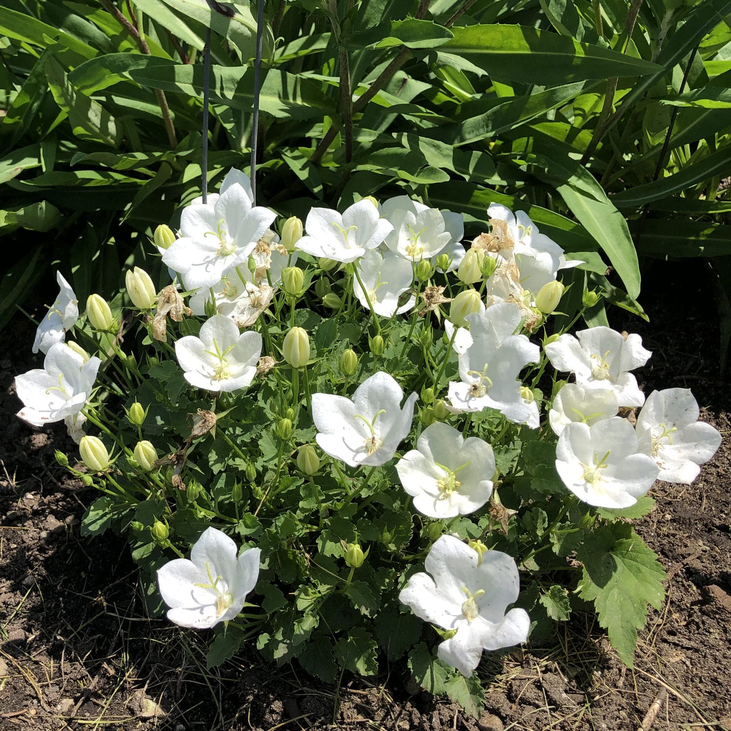 Rapido White' Bellflower (Campanula) - Photo Property of Garden Crossings LLC