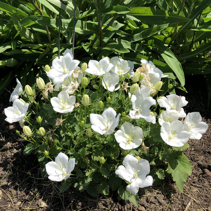 Rapido White' Bellflower (Campanula) - Photo Property of Garden Crossings LLC
