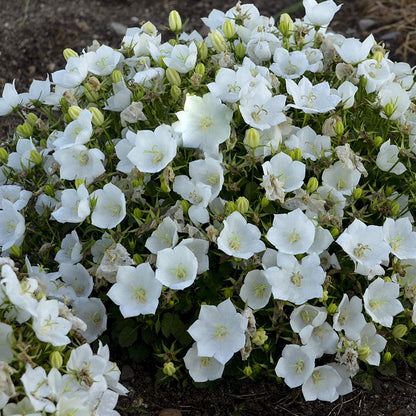 Rapido White' Bellflower (Campanula) - Photo Courtesy of Walters Gardens, Inc.