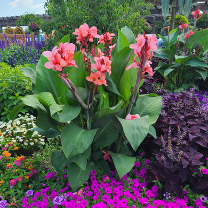 Toucan® Coral Canna Lily (Canna) - Photo Property of Garden Crossings LLC