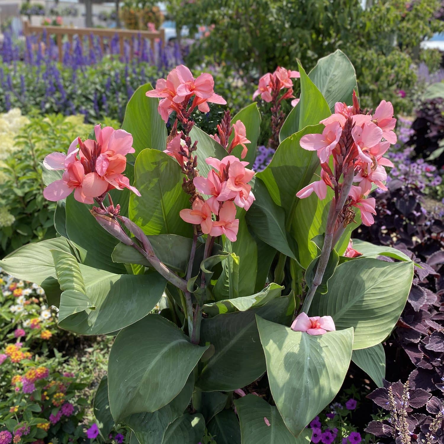 Toucan® Coral Canna Lily | Upright Habit | Deer Resistant