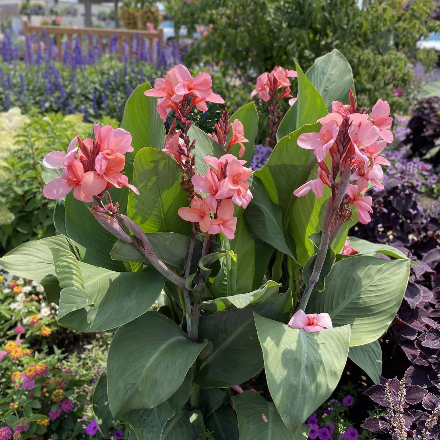 Toucan® Coral Canna Lily (Canna) - Photo Property of Garden Crossings LLC