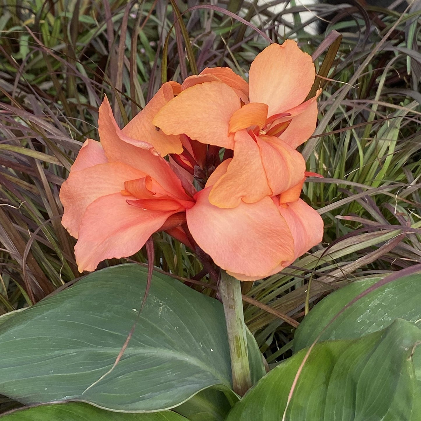 Toucan® Coral Canna Lily (Canna) - Photo Property of Garden Crossings LLC