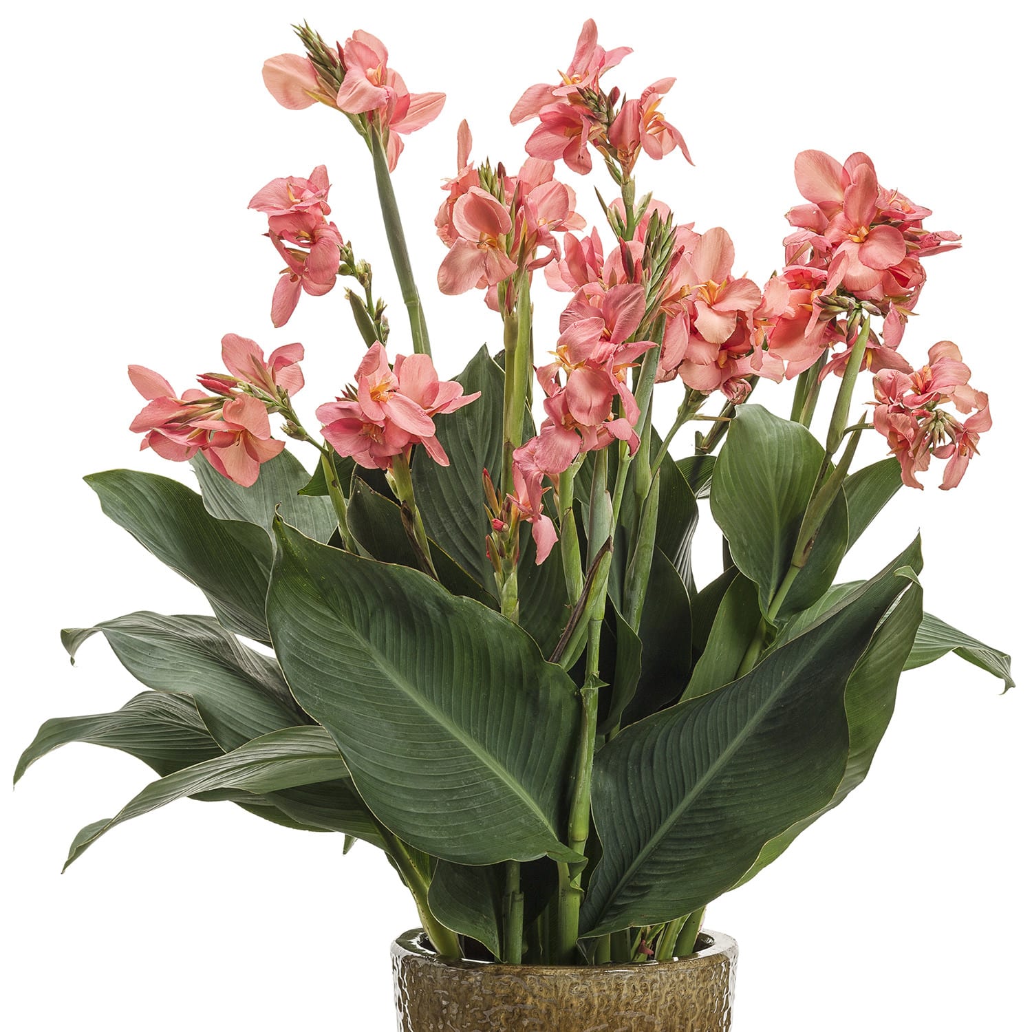 Toucan® Coral Canna Lily | Upright Habit | Deer Resistant