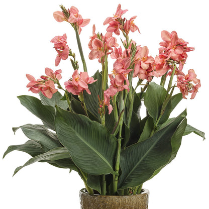 Toucan® Coral Canna Lily (Canna) - Photo Courtesy of Proven Winners, Inc.