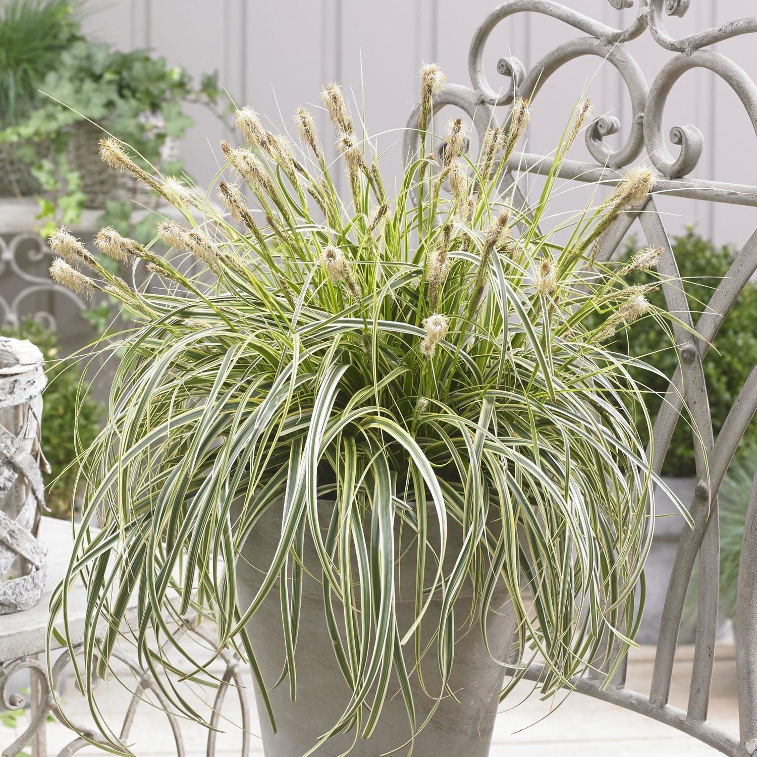 Proven Selections Feather Falls Sedge