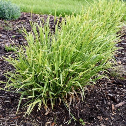 Noble Native' Sedge (Carex)  - Photo Courtesy of Proven Winners, Inc.