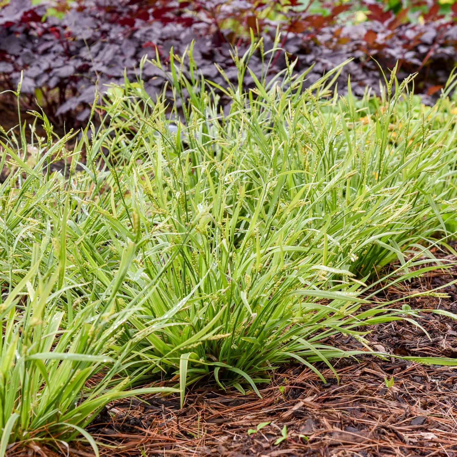 Noble Native' Sedge (Carex)  - Photo Courtesy of Proven Winners, Inc.