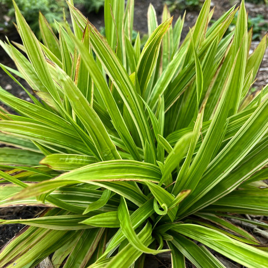 A close-up of 'Shade Fanfare' Sedge (Carex) shows long, narrow leaves with yellow-ish variegation and brown tips, growing in soil outdoors. Blurred greenery in the background highlights this striking groundcover - Photo Courtesy of Walters Gardens, Inc.