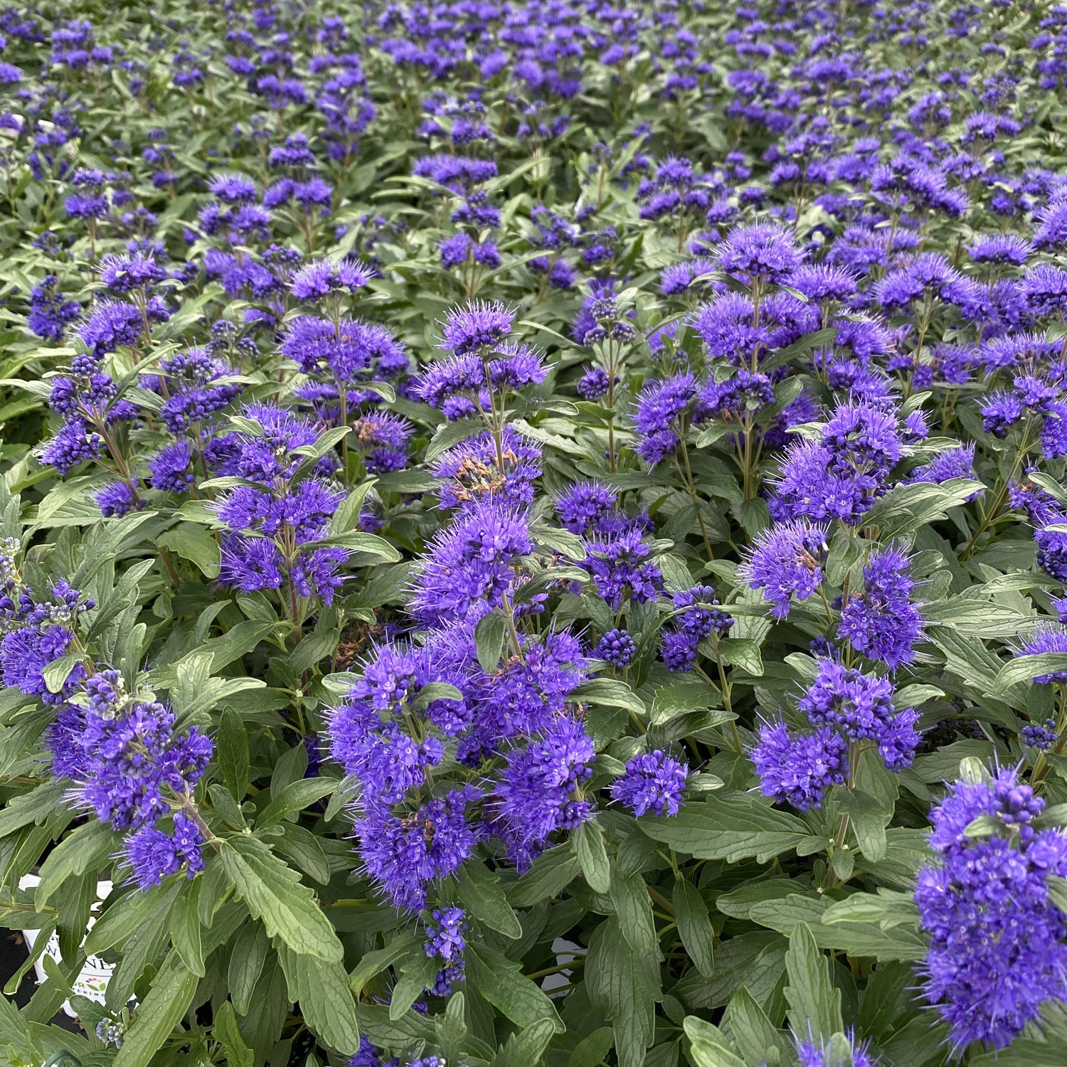 Beyond Midnight® Bluebeard | Deep Purple-Blue Blooms