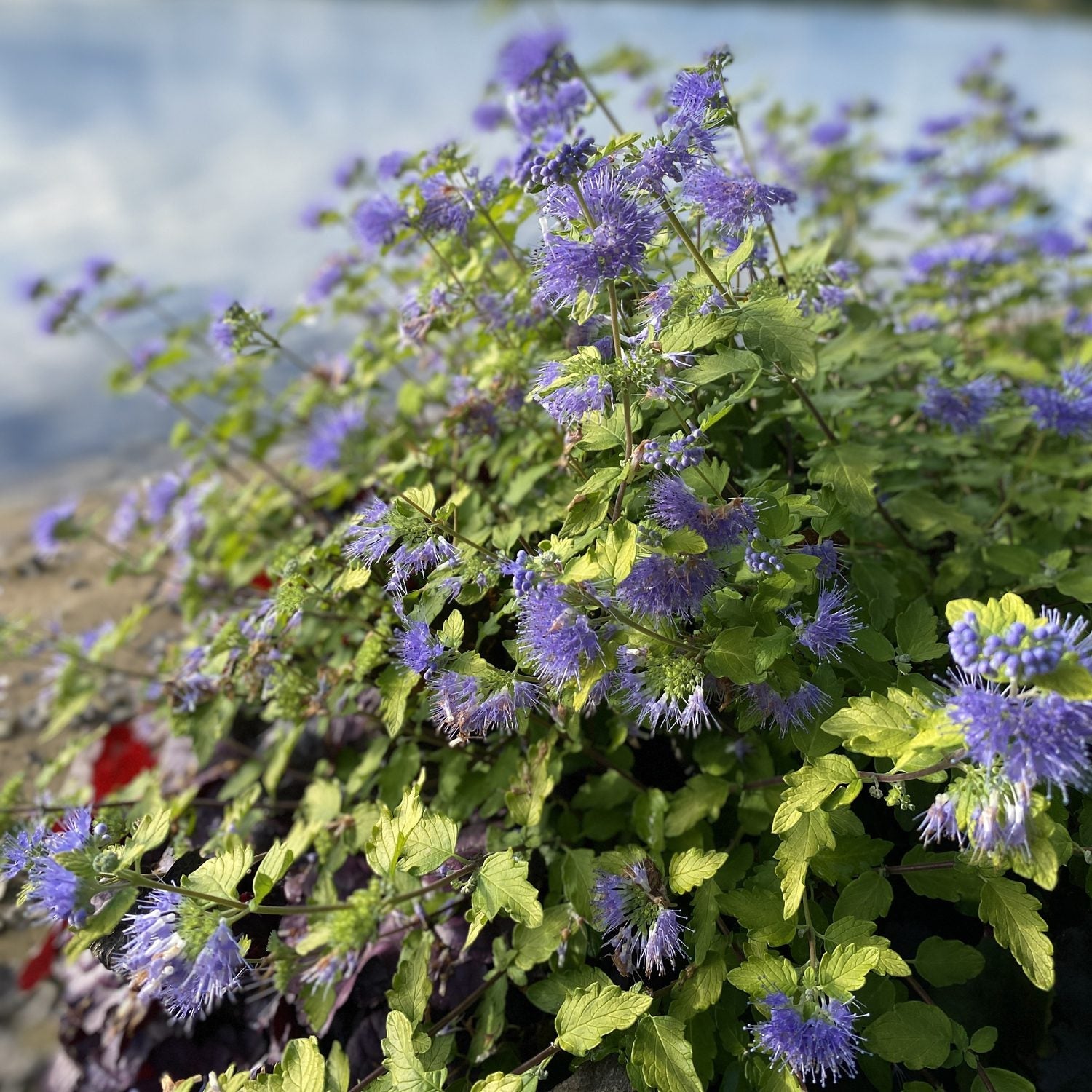 A bushy Sunshine Blue® II Bluebeard (Caryopteris) shrub, with clusters of spiky purple flowers and green leaves, grows by calm water under a clear sky - Photo Property of Garden Crossings LLC.