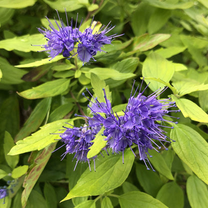Close-up of vivid purple, spiky, spherical blooms with long petals and stamens stand out against lush green foliage on Sunshine Blue® II Bluebeard (Caryopteris) - Photo Property of Garden Crossings LLC.