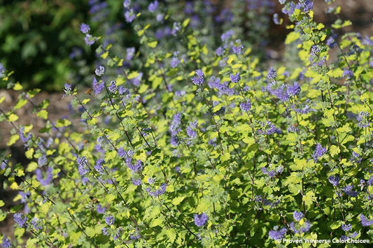 Dense green foliage and clusters of small purple flowers bloom on tall stems. Sunshine Blue® II Bluebeard (Caryopteris) flowering shrub shown surrounded by sunlight and a softly blurred natural background - Photo Courtesy of Proven Winners, Inc.