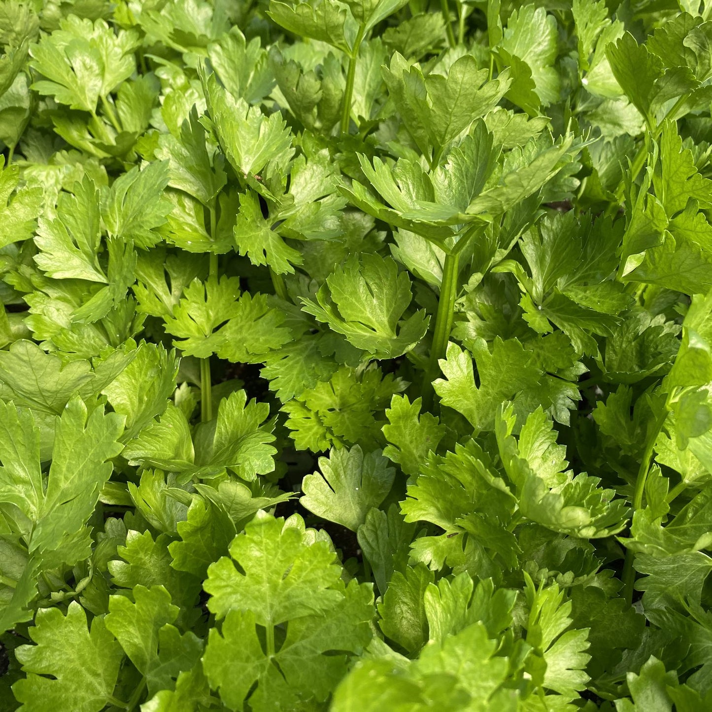 Tango' Celery (Apium) - Photo Property of Garden Crossings LLC