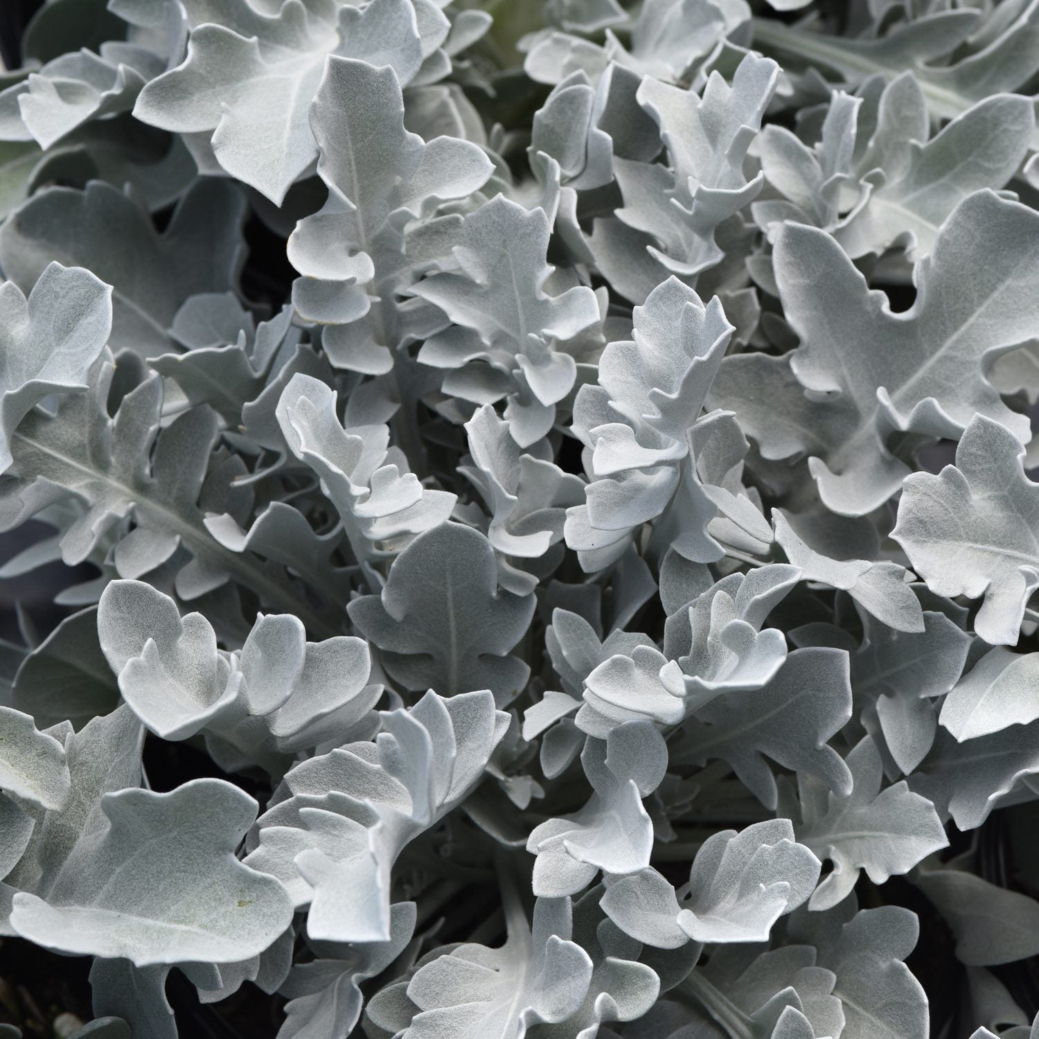 Silver Swirl Snowflake Dusty Miller (Centaurea) - Photo Courtesy of Ball Horticulure, Inc.