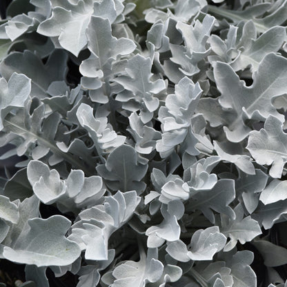 Silver Swirl Snowflake Dusty Miller (Centaurea) - Photo Courtesy of Ball Horticulure, Inc.