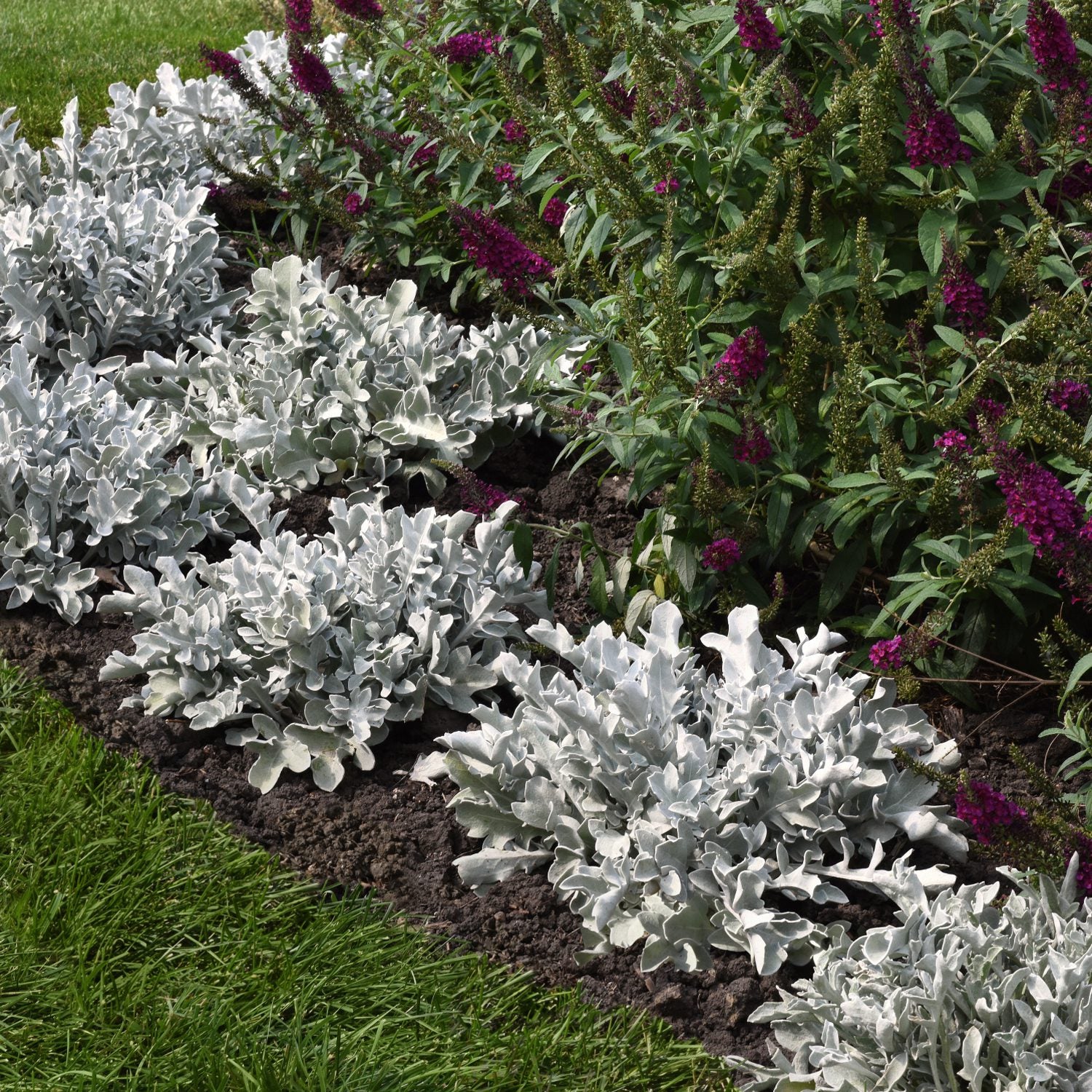 Silver Swirl Snowflake Dusty Miller (Centaurea) - Photo Courtesy of Ball Horticulure, Inc.