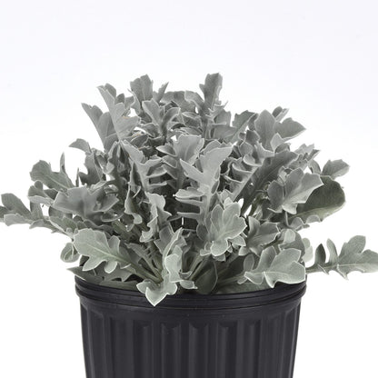 Silver Swirl Snowflake Dusty Miller (Centaurea) - Photo Courtesy of Ball Horticulure, Inc.