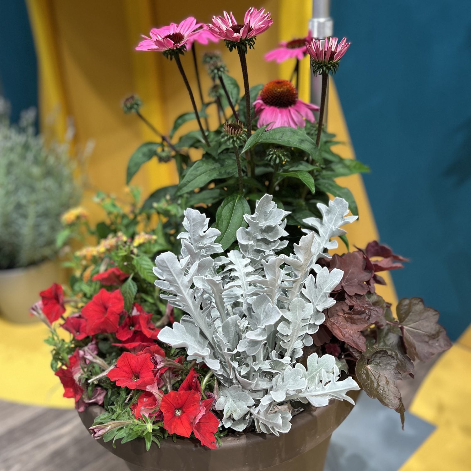Silver Swirl Snowflake Dusty Miller (Centaurea) - Photo Property of Garden Crossings LLC