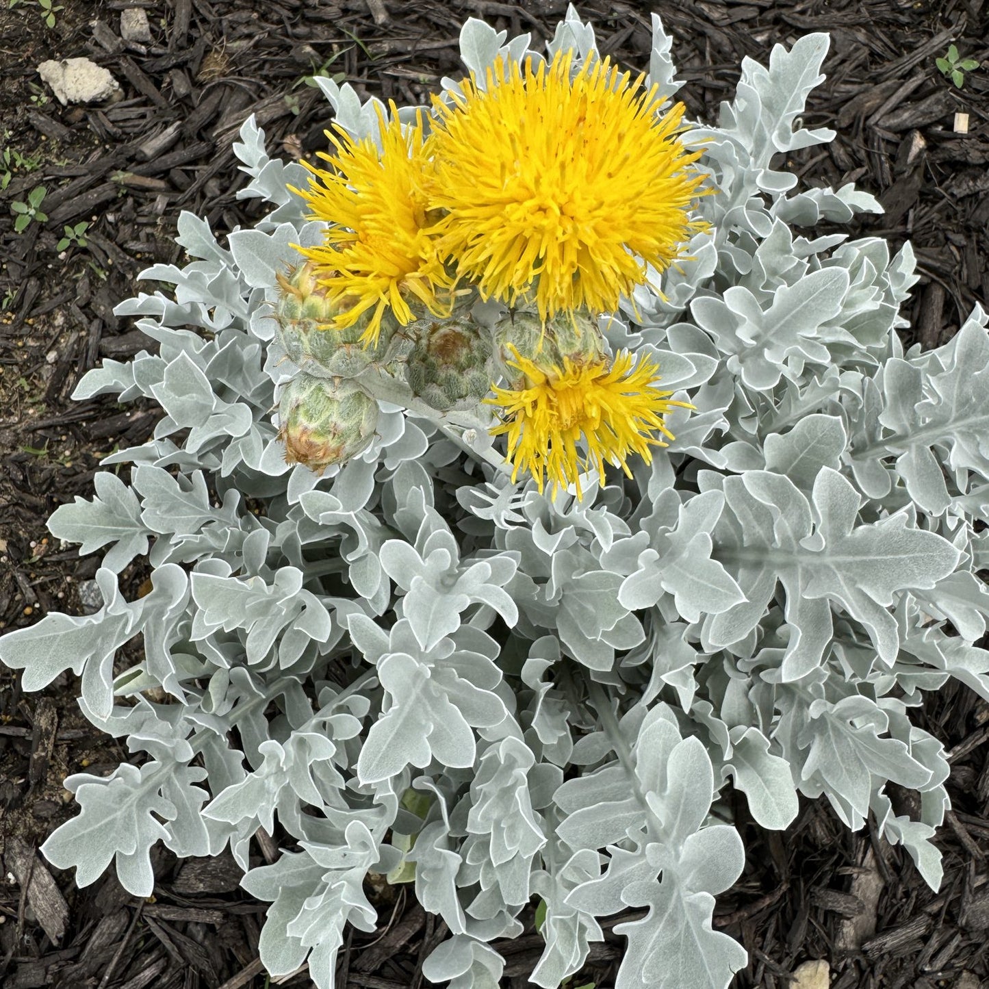 Silver Swirl Snowflake Dusty Miller (Centaurea) - Photo Property of Garden Crossings LLC
