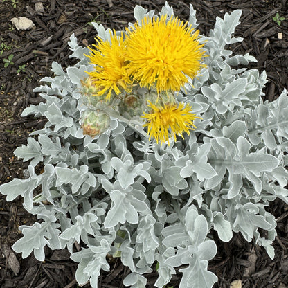 Silver Swirl Snowflake Dusty Miller (Centaurea) - Photo Property of Garden Crossings LLC