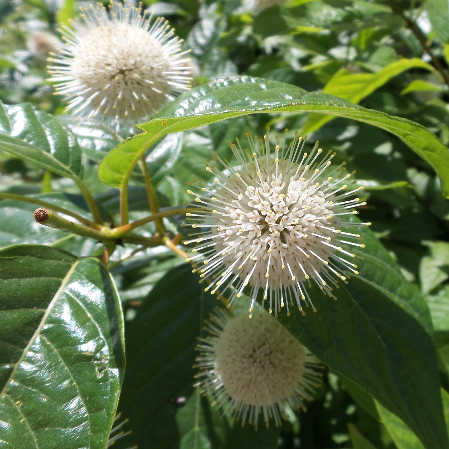 Sugar Shack® Buttonbush (Cephalanthus) - Photo Property of Garden Crossings LLC