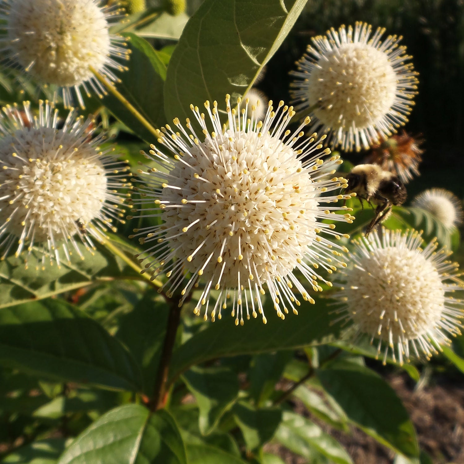 Sugar Shack® Buttonbush (Cephalanthus) - Photo Property of Garden Crossings LLC