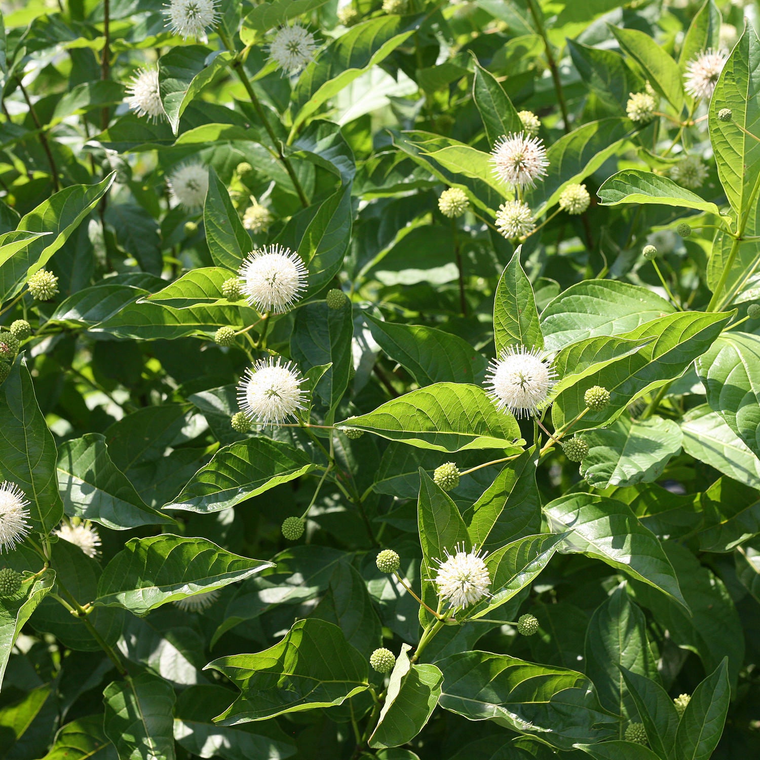 Sugar Shack® Buttonbush (Cephalanthus) - Photo Courtesy of Proven Winners, Inc.